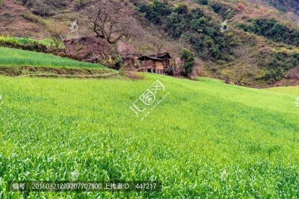丙中洛霧里村