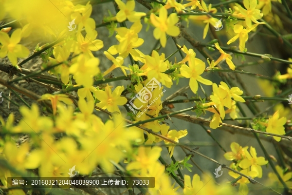 迎春花