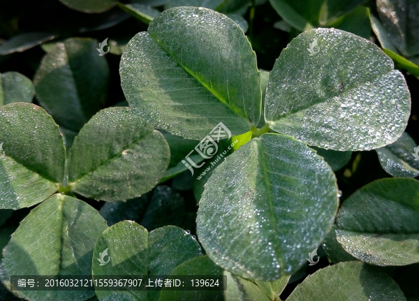 三葉草