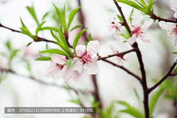桃花