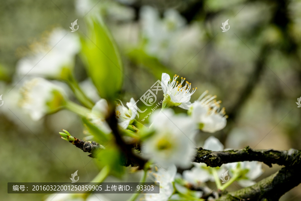 梨花