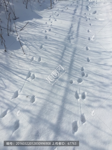 雪地足跡
