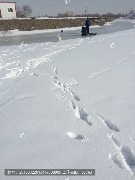 雪地足跡