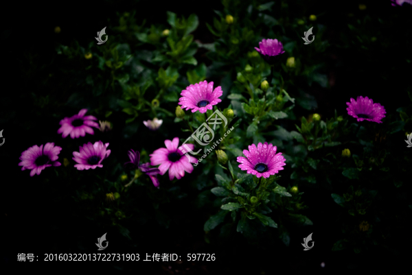 雨后小雛菊