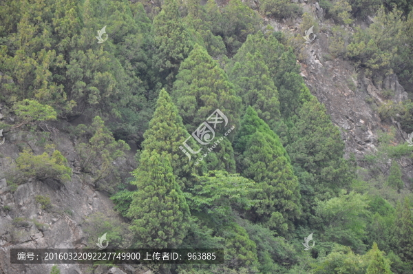 松樹山頭立