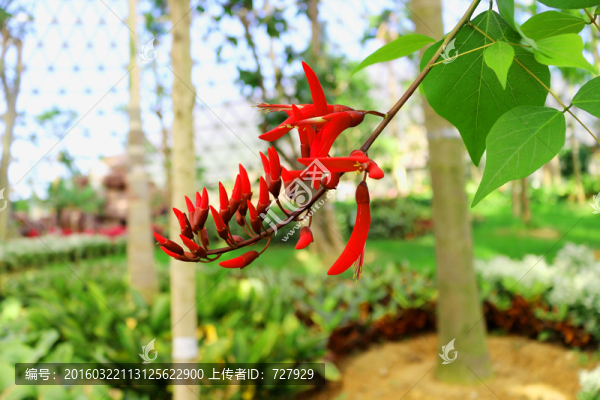 象牙花,龍芽花