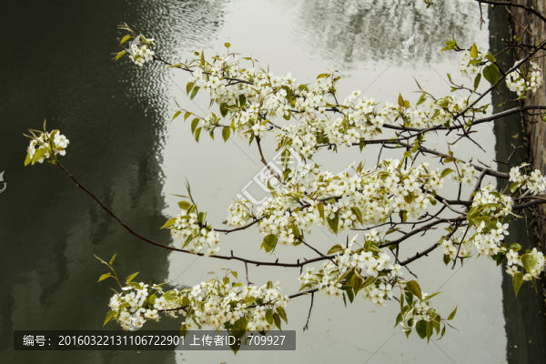 櫻花,花枝,花朵,花卉,園藝