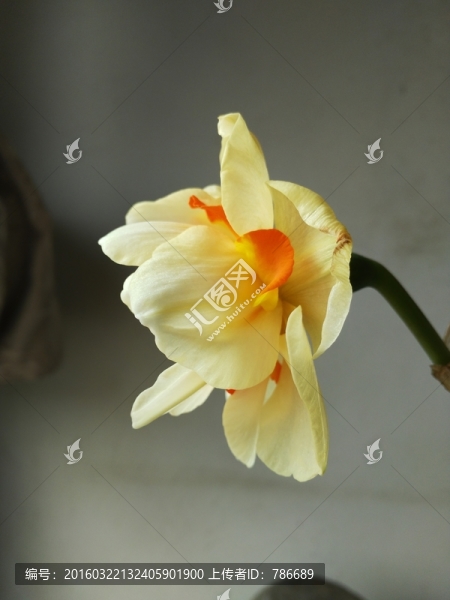 花頭側(cè)面特寫