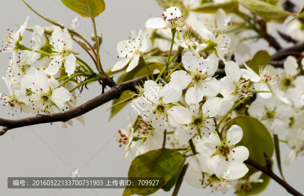 櫻花,花枝,花朵,花卉,園藝