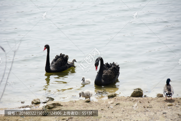黑天鵝