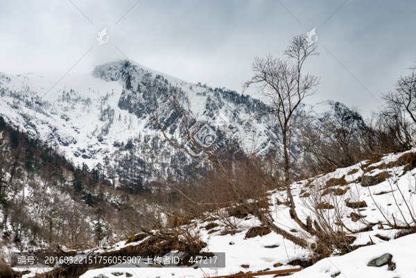 云南高黎貢山