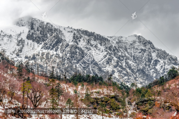 云南高黎貢山