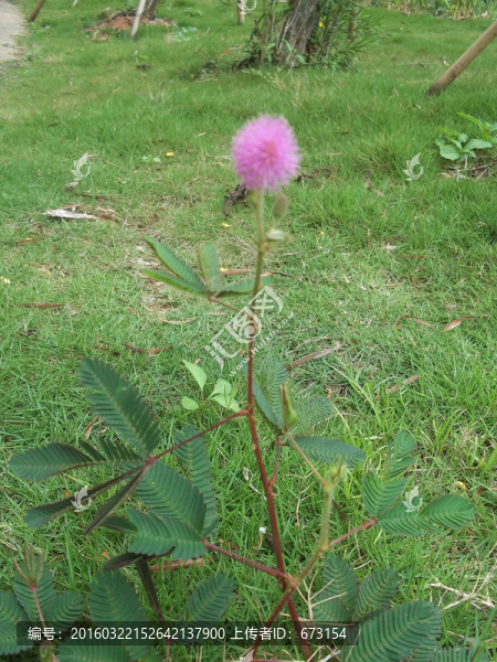 含羞草
