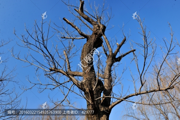 木瓜樹,樹干