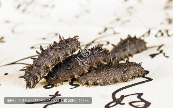 遼參,刺參