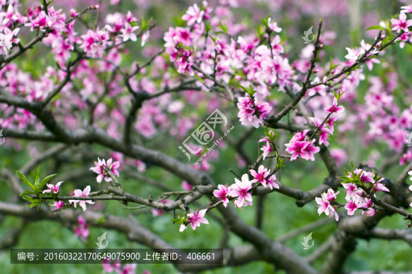 桃花