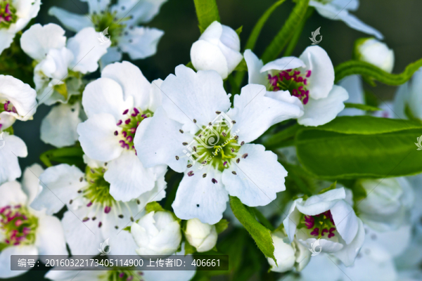 梨花