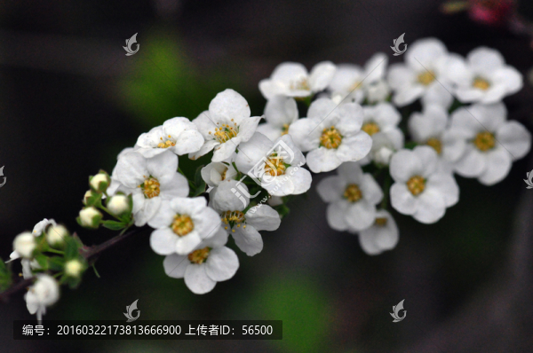 珍珠花