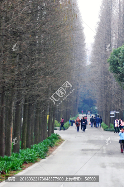 公園道路