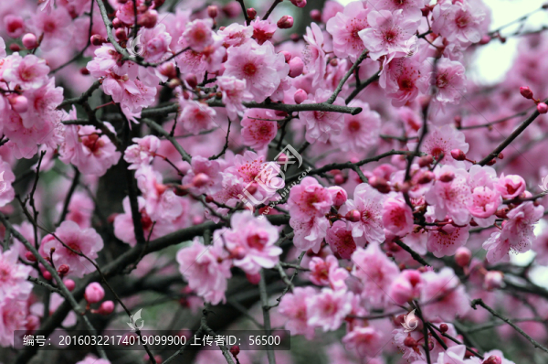 梅花