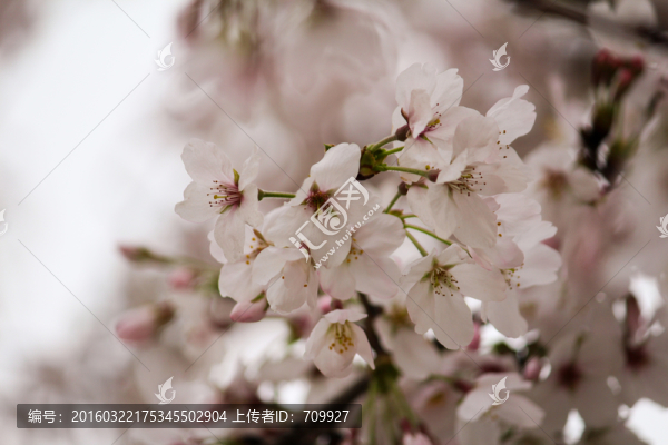 櫻花,花枝,花朵,花卉,園藝