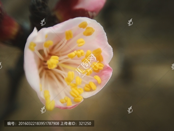 盛開的杏花微距攝影