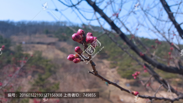 未開放的梅花