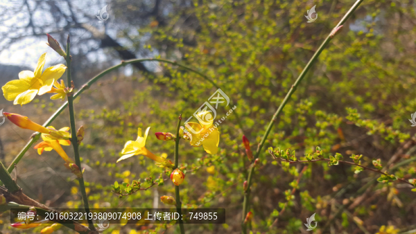 迎春花