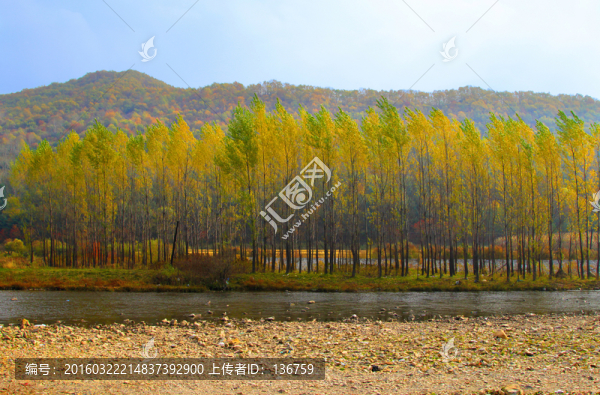 秋天樹(shù)林