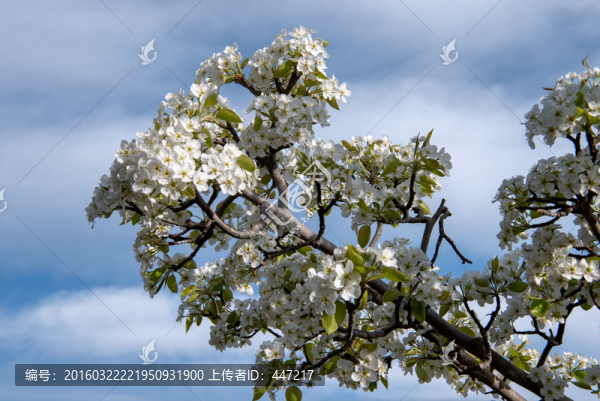 云龍梨花