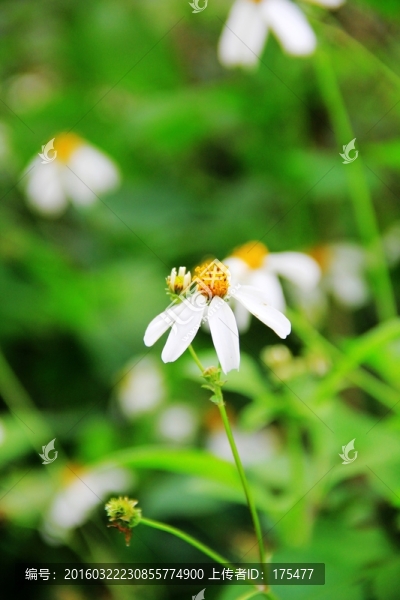 野菊花