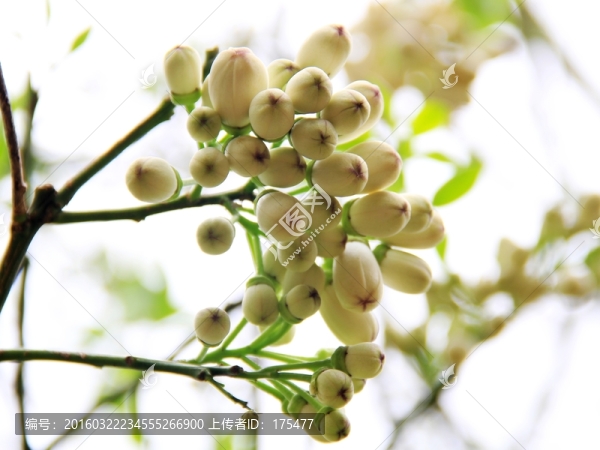 橘紅花蕾