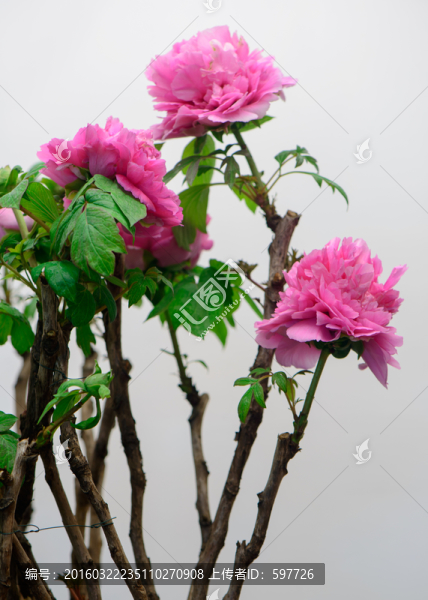 牡丹
