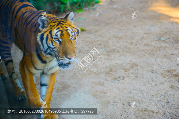 老虎