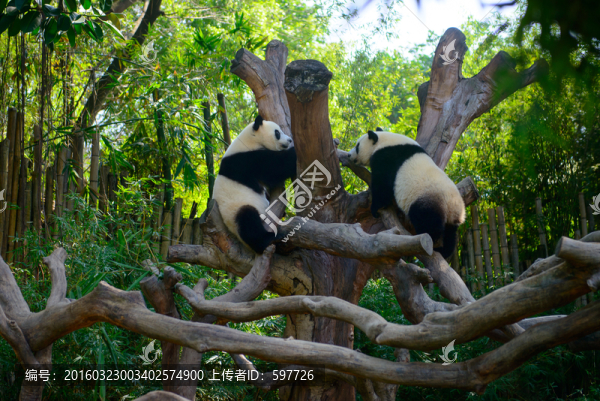 兩只熊貓