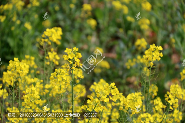 菜花開