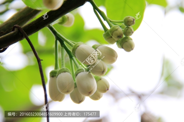 化州橘紅花朵