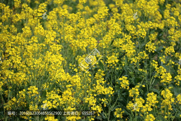 菜花