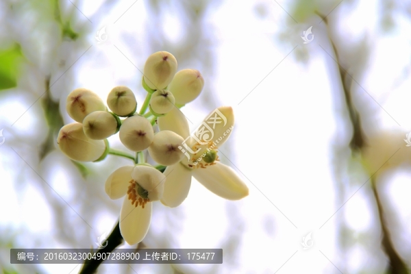 橘紅花苞