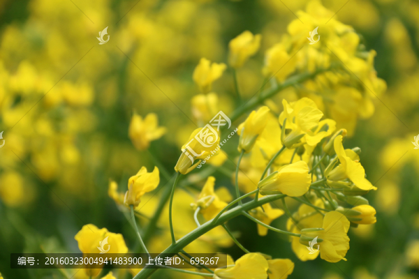 黃色的花朵