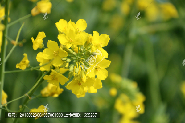 油菜花開(kāi)
