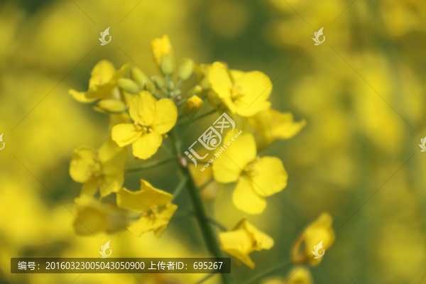 鮮花