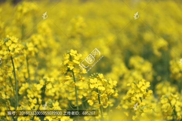 油菜花田