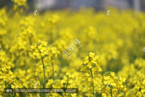 花草