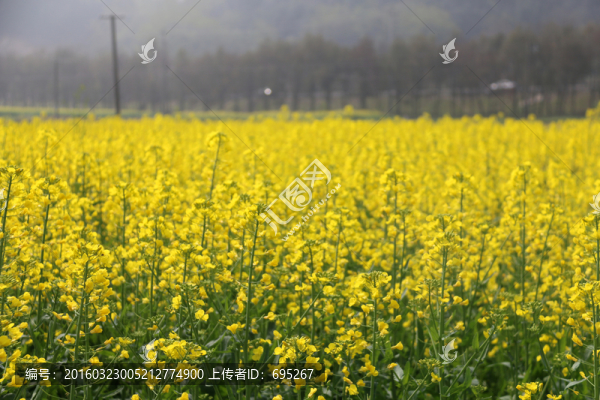 油菜花開