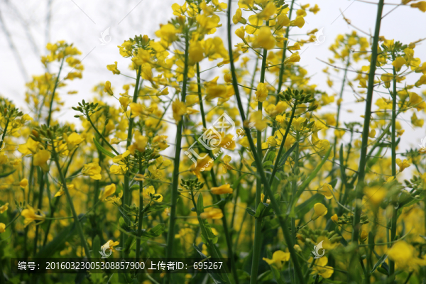 菜花