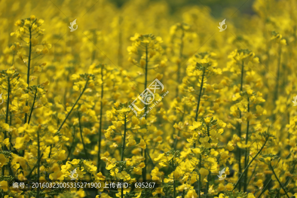 花海