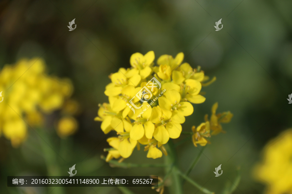 花兒