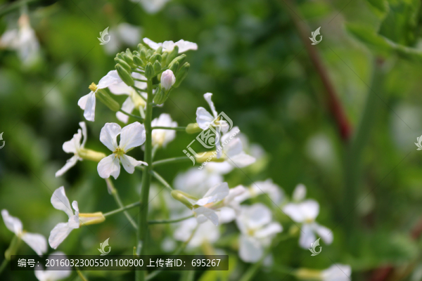 花卉