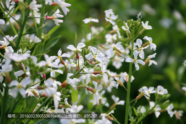 蘿卜花